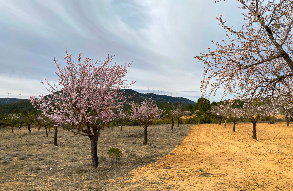 almendros de boira