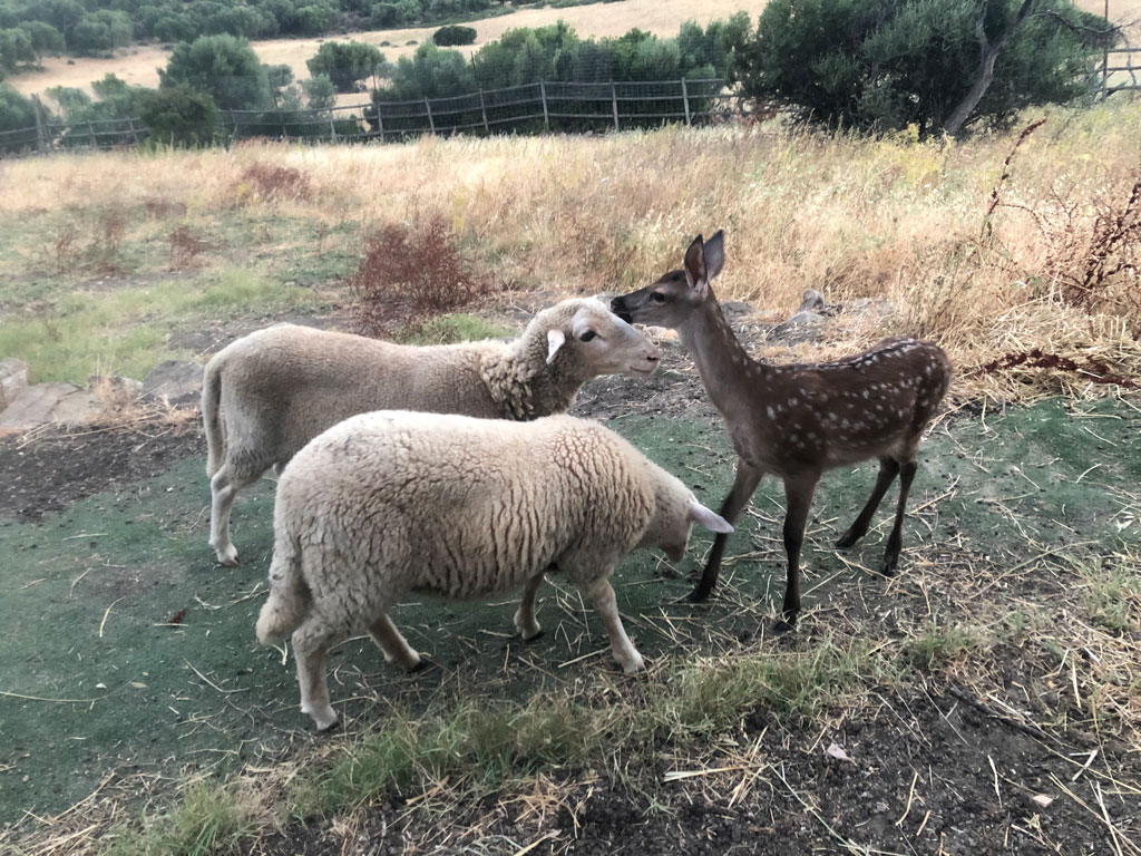 ovejas y cervatillo