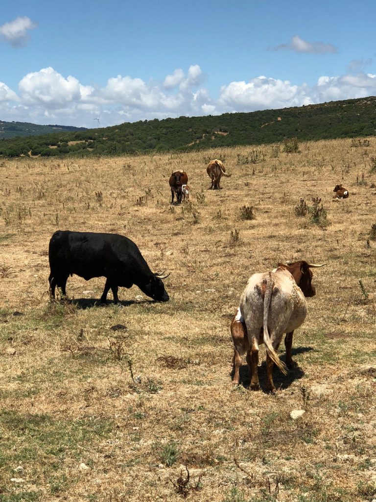 vacas