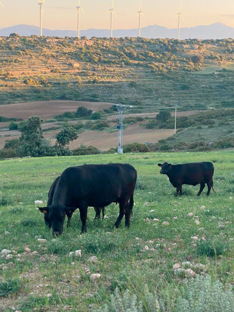 Ganadería angus