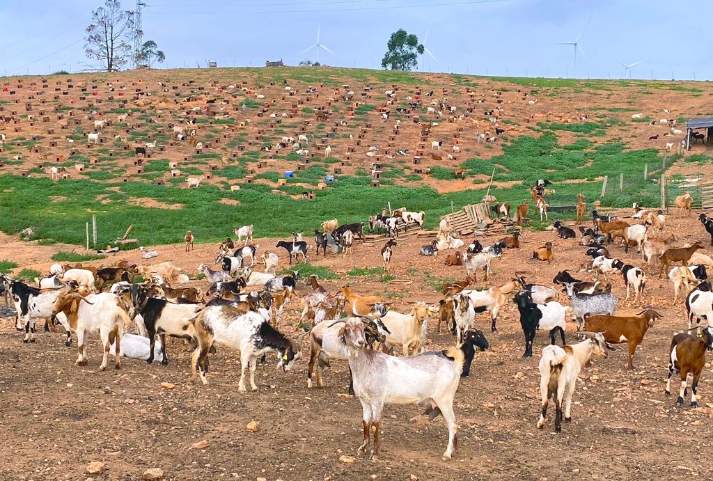 Ganadería caprina de Puebla de Guzmán