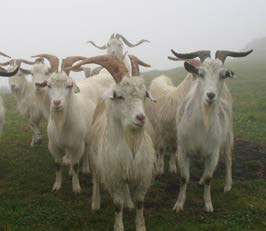 cabras de Cachemira