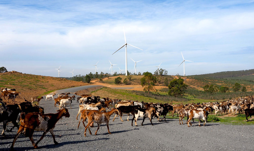 cabras y molinos