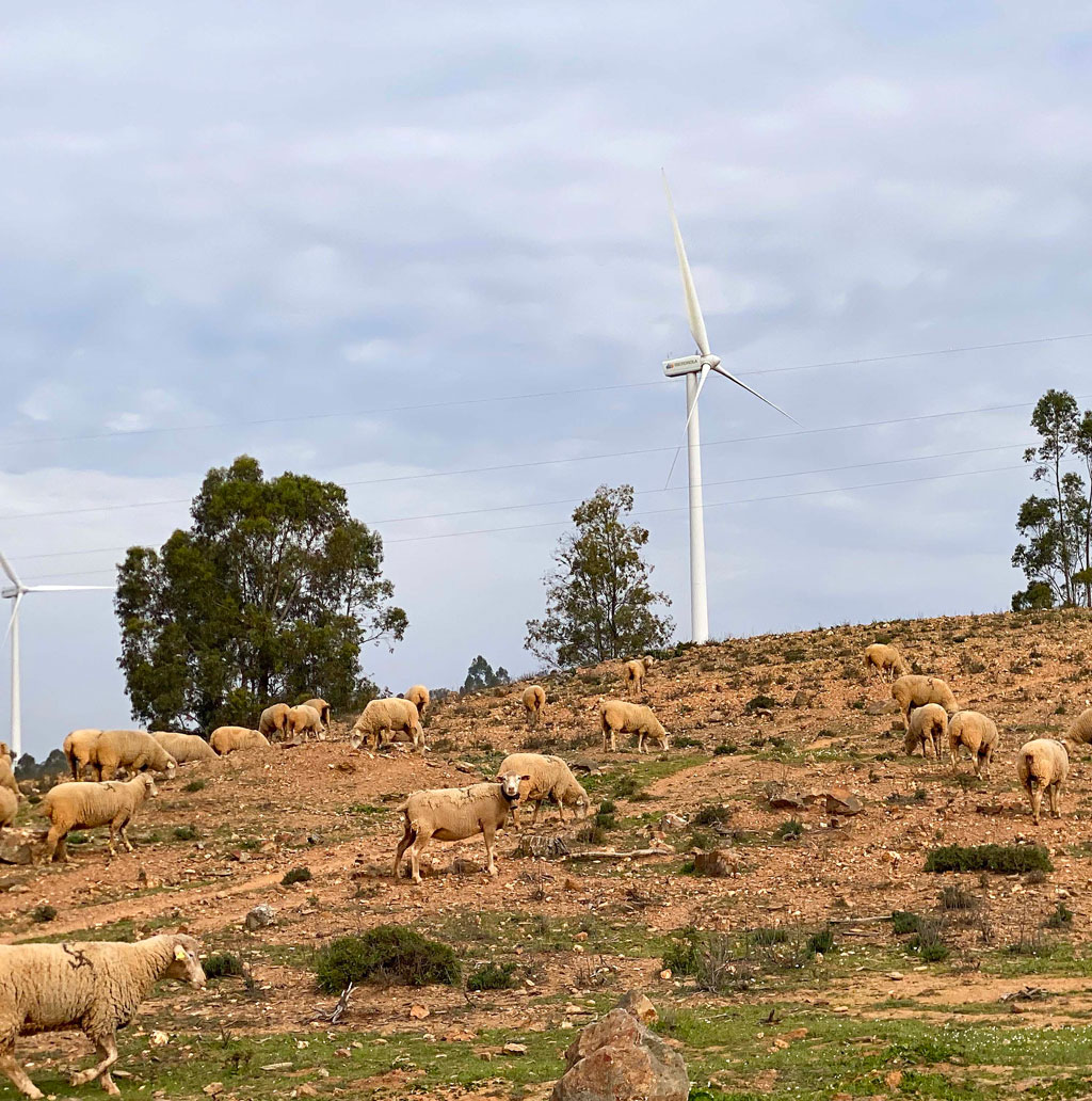 molinos y ovejas