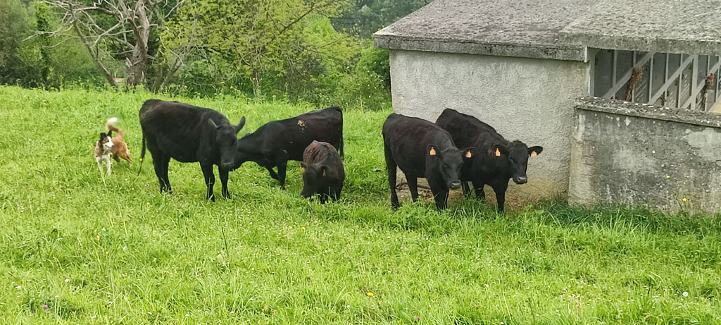 vacas cañoneras