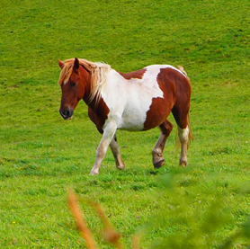 caballo en bobia