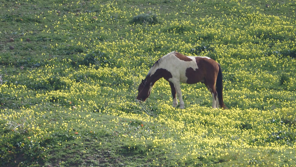 caballo