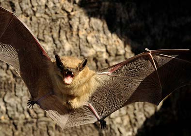 murcielagos viajeros