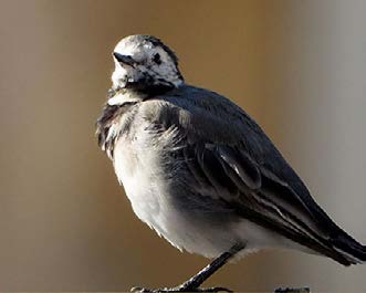 pájaro posado