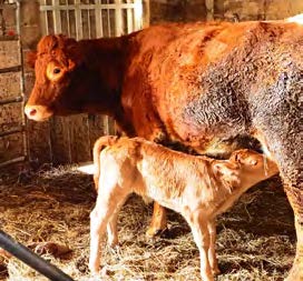 vacas soba ternero